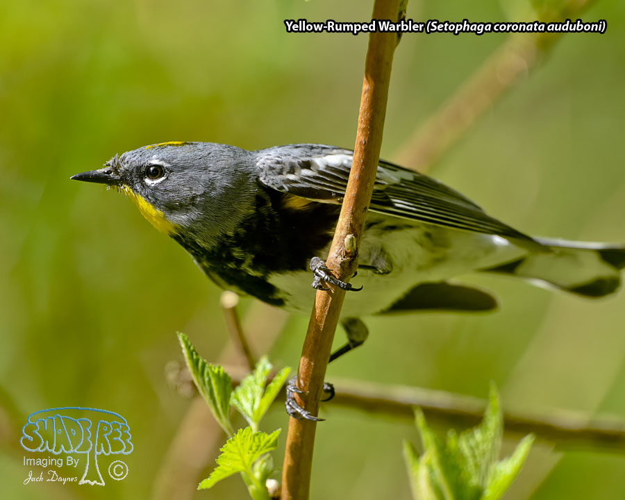 Yellow-Rumped Warbler - Setophaga coronata auduboni