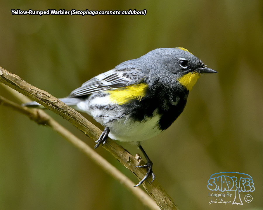 Yellow-Rumped Warbler - Setophaga coronata auduboni