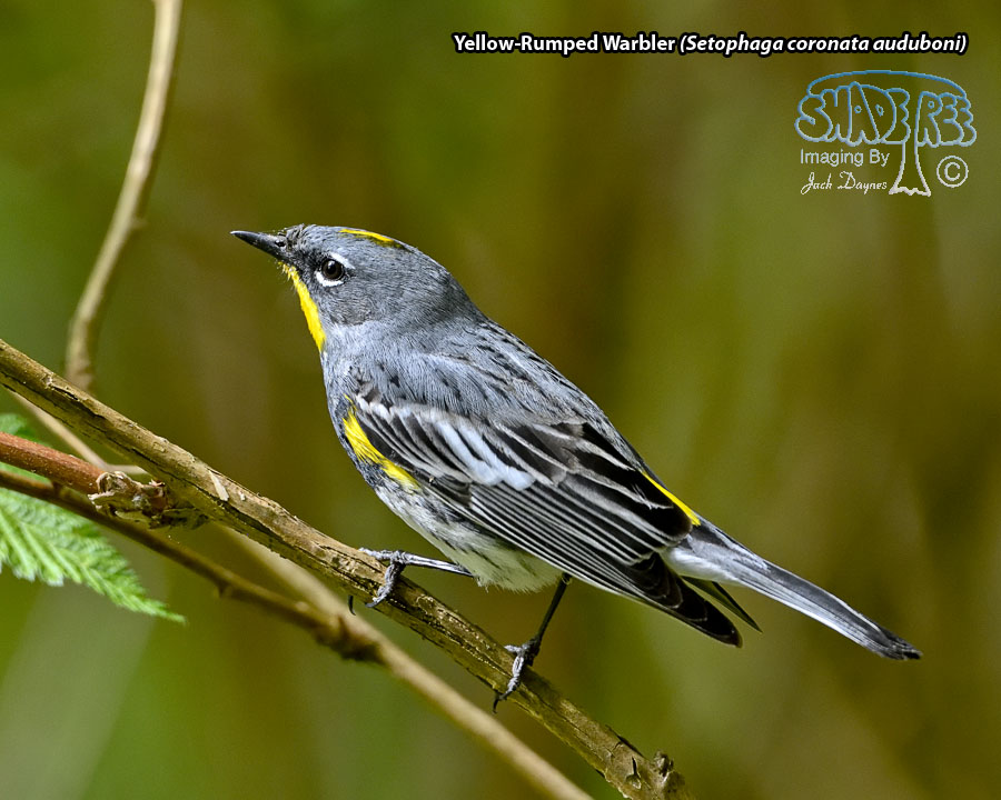 Yellow-Rumped Warbler - Setophaga coronata auduboni