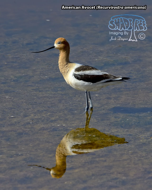 American Avocet - Recurvirostra americana