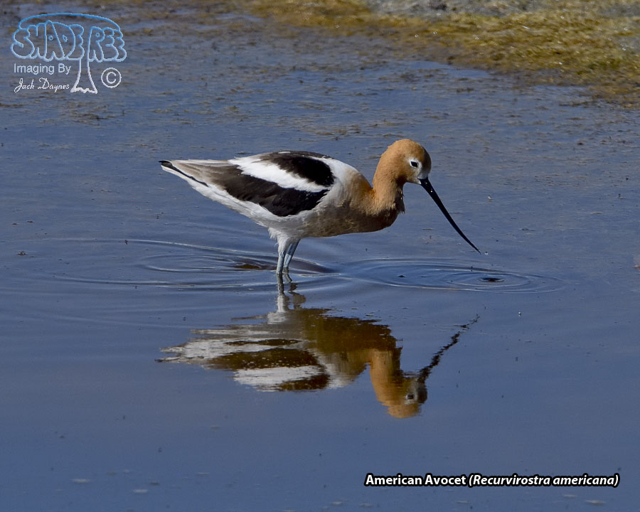 American Avocet - Recurvirostra americana