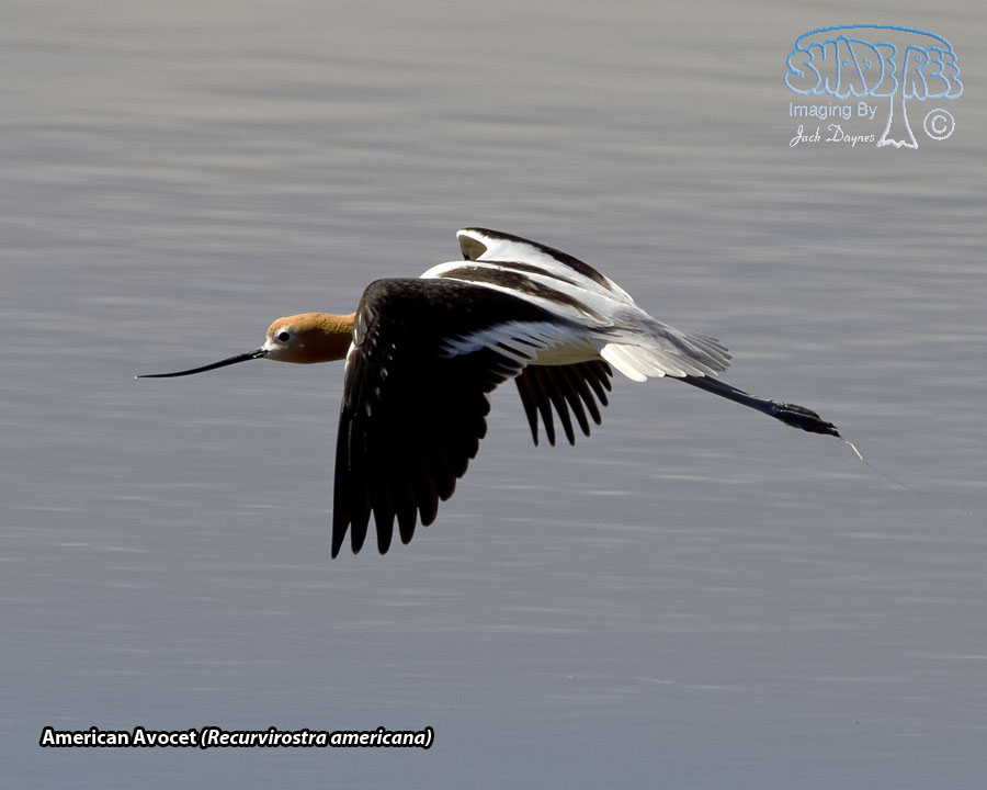 American Avocet - Recurvirostra americana