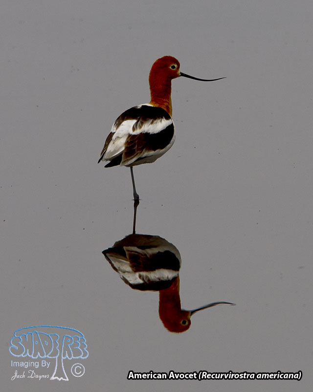 American Avocet - Recurvirostra americana