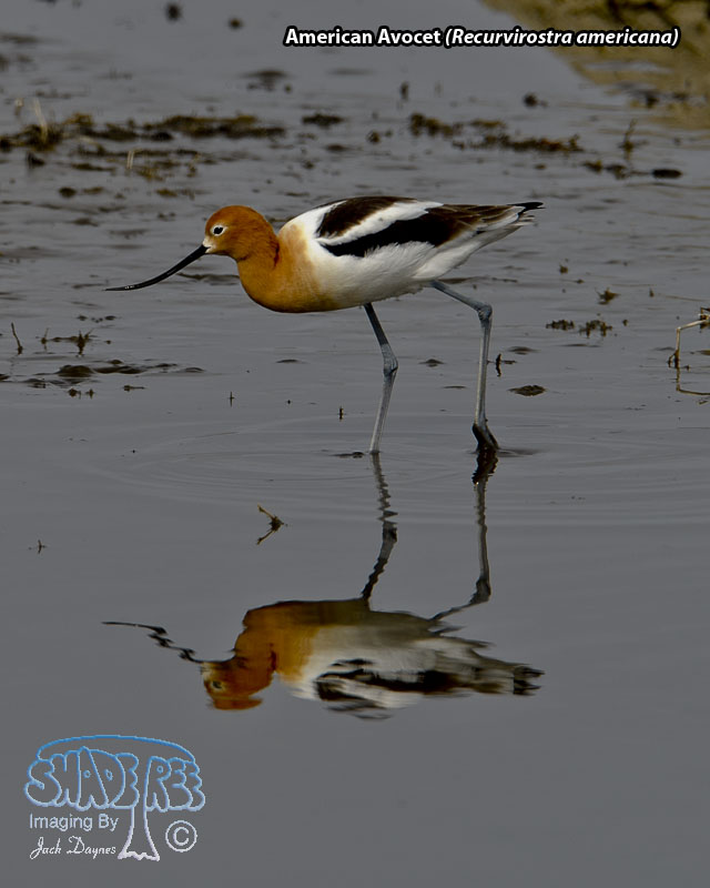 American Avocet - Recurvirostra americana