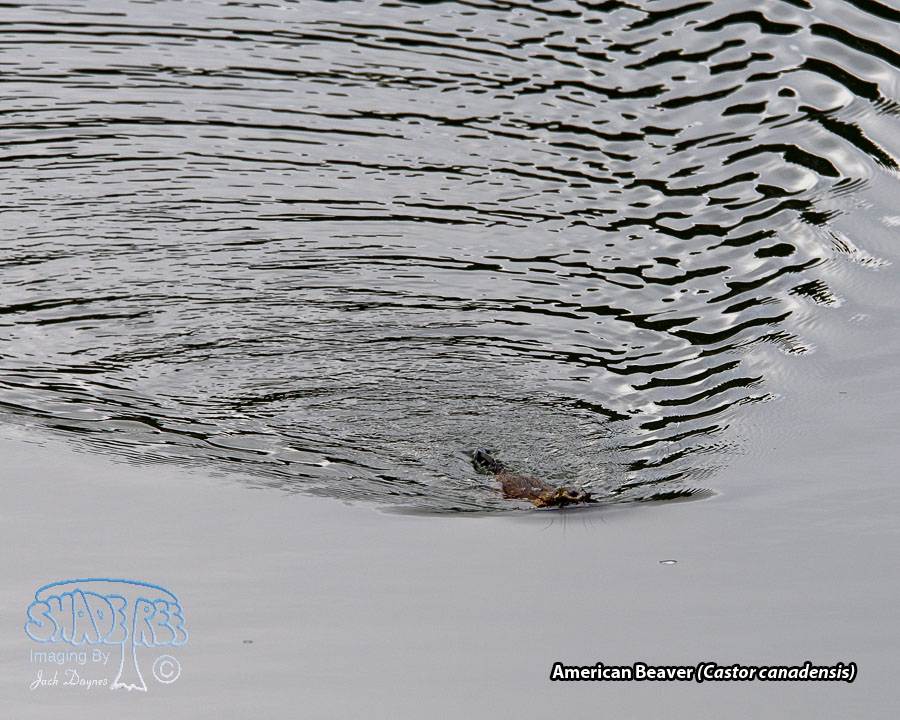 American Beaver - Castor canadensis