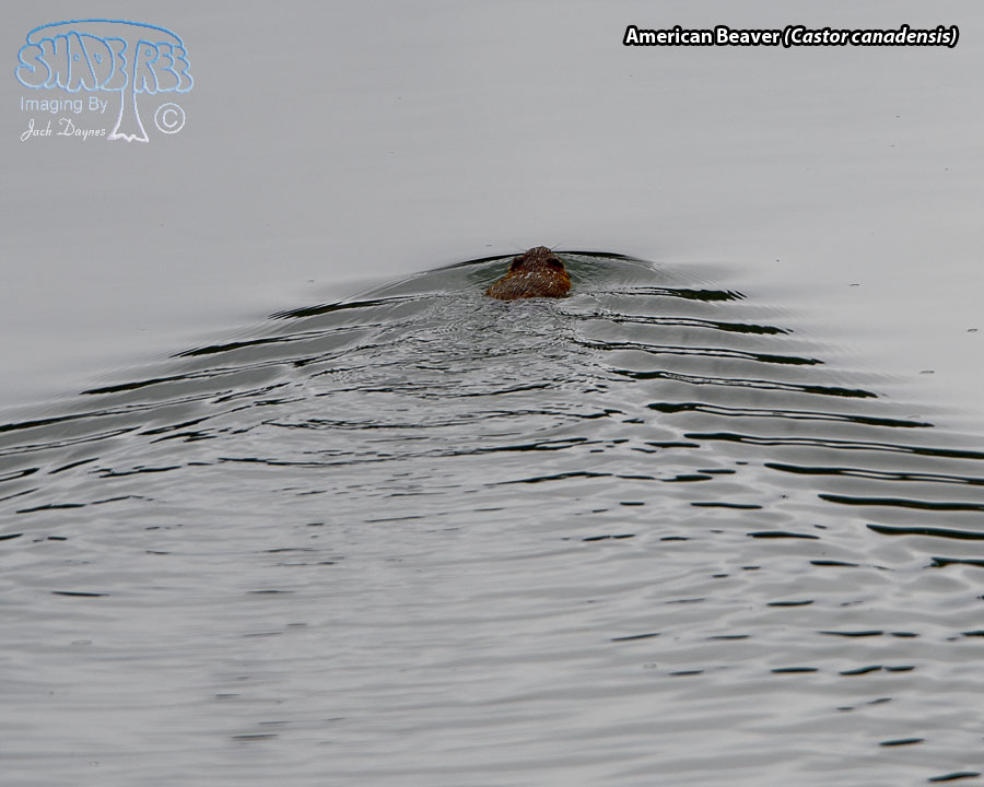 American Beaver - Castor canadensis