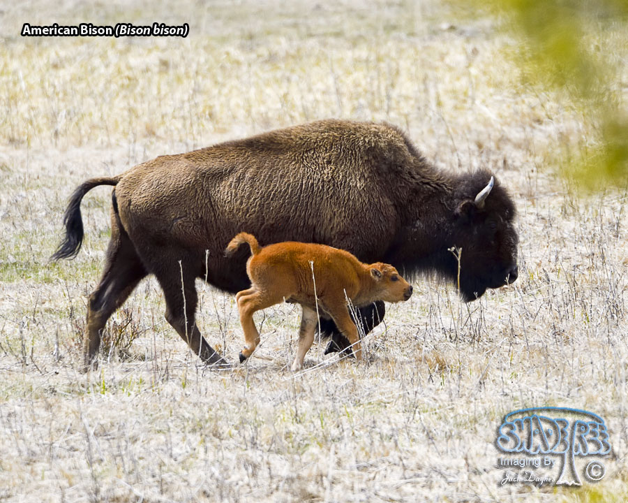 American Bison - Bison bison