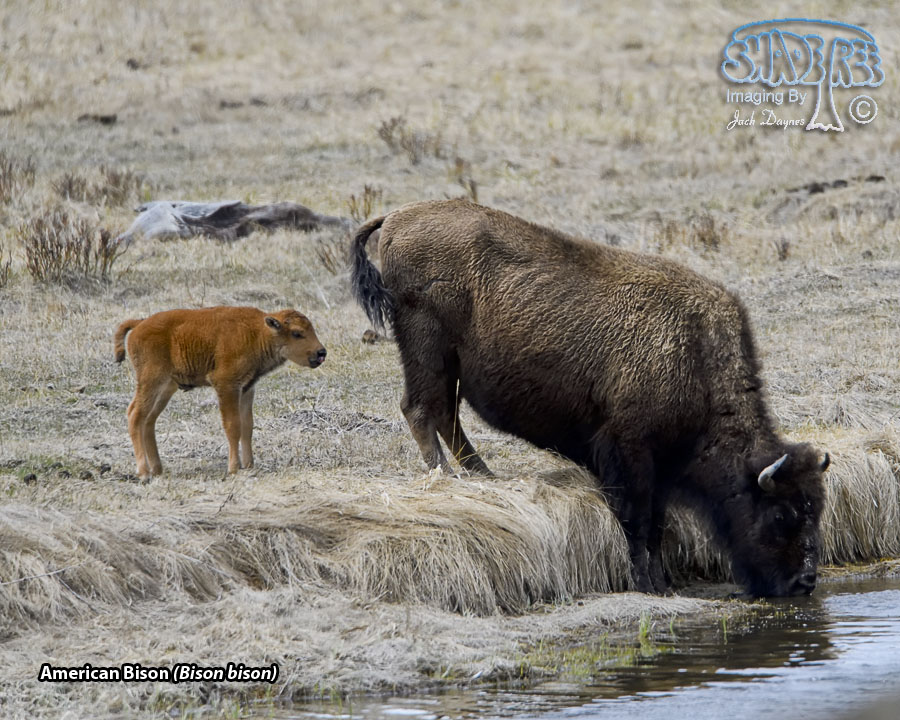 American Bison - Bison bison