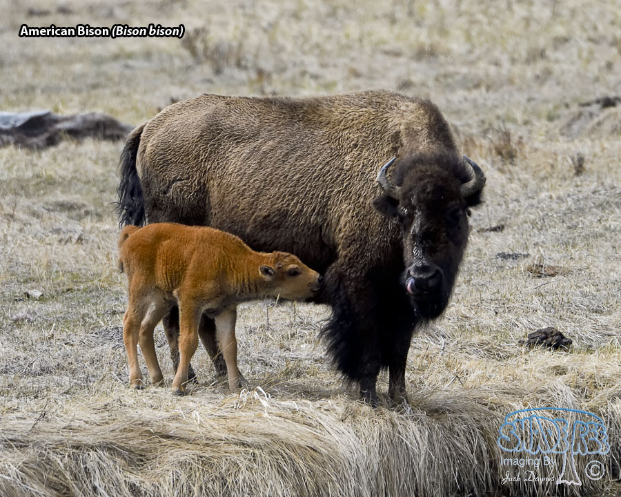 American Bison - Bison bison