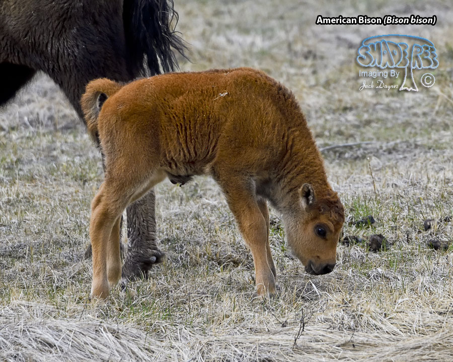 American Bison - Bison bison
