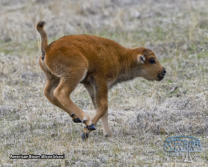 2022-05-13 Yellowstone Red Dogs