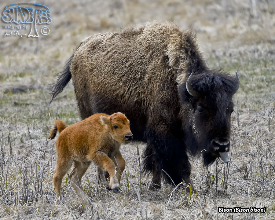 American Bison - Bison bison