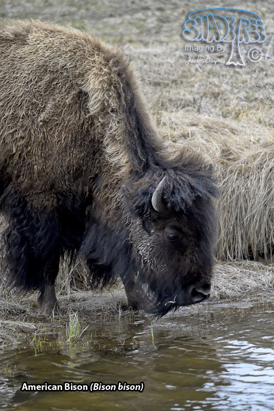 American Bison - Bison bison