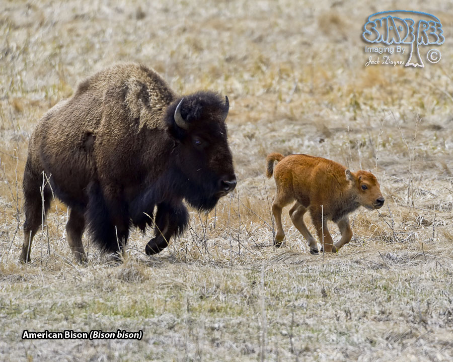 American Bison - Bison bison