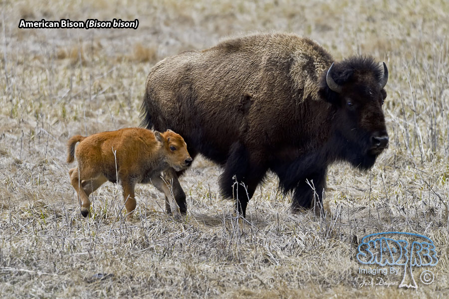 American Bison - Bison bison