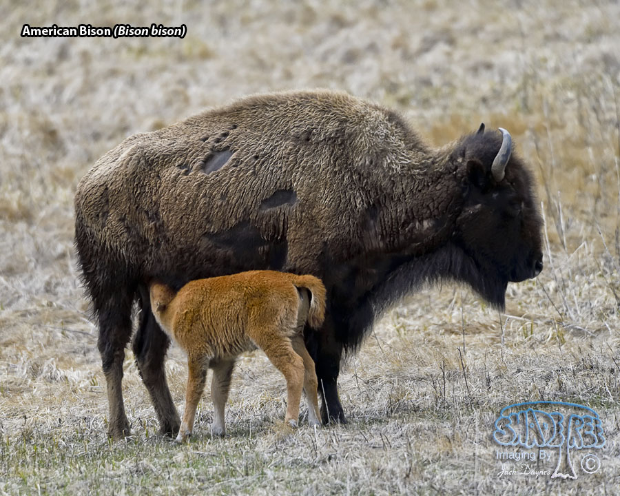 American Bison - Bison bison