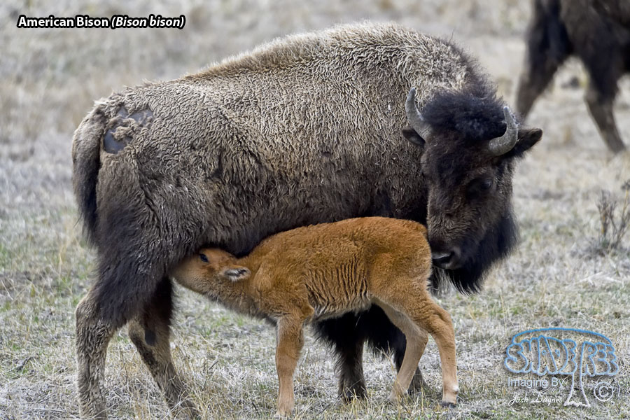American Bison - Bison bison