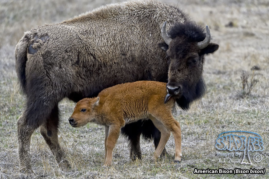 American Bison - Bison bison