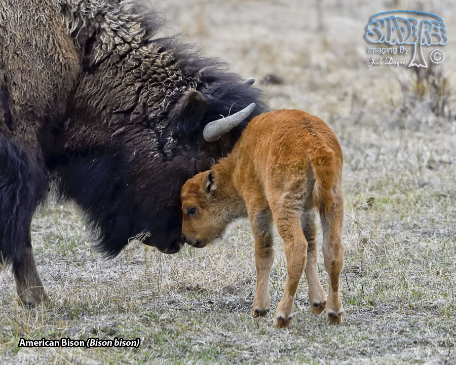 American Bison - Bison bison