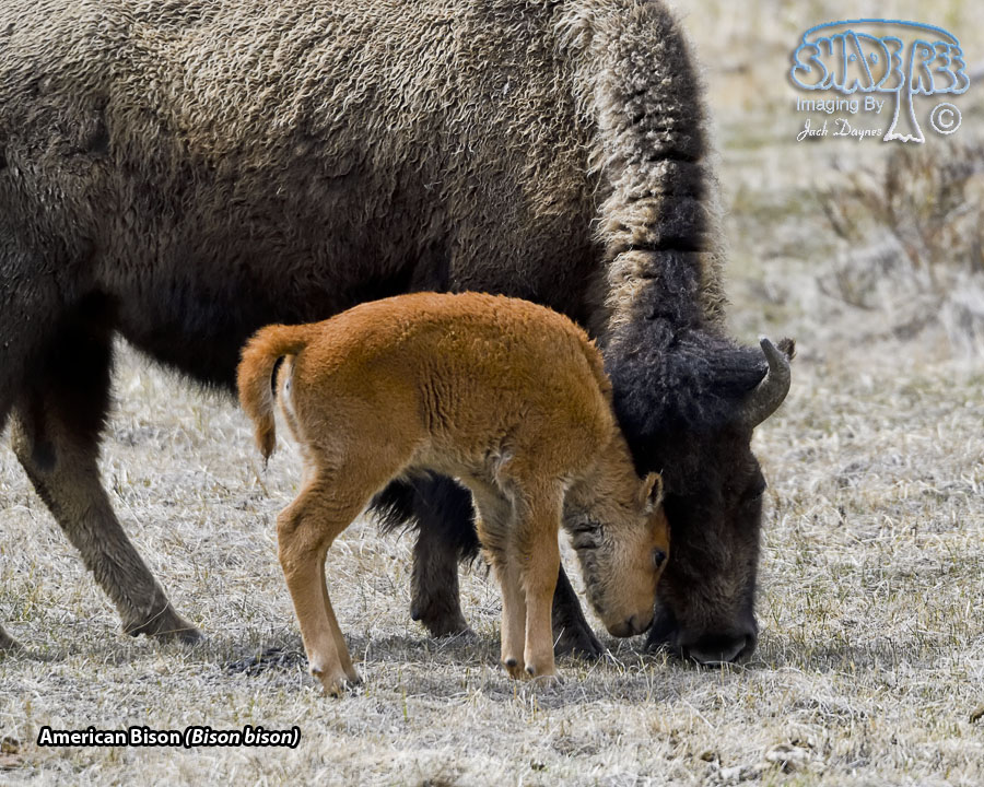 American Bison - Bison bison