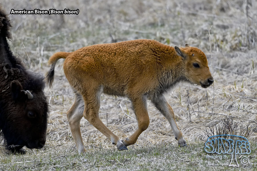American Bison - Bison bison