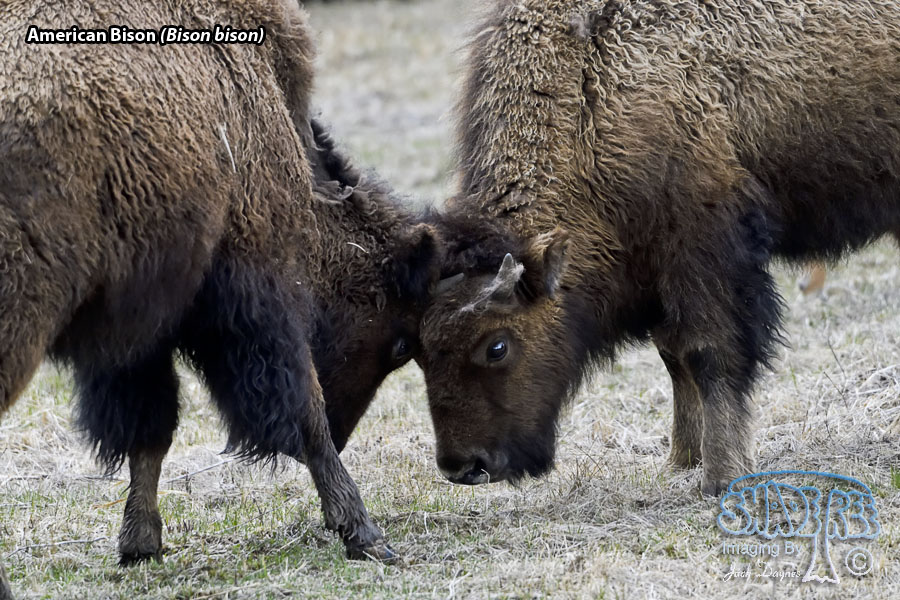 American Bison - Bison bison