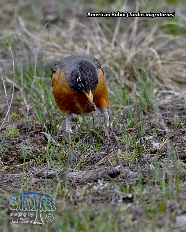 American Robin - Turdus migratorius