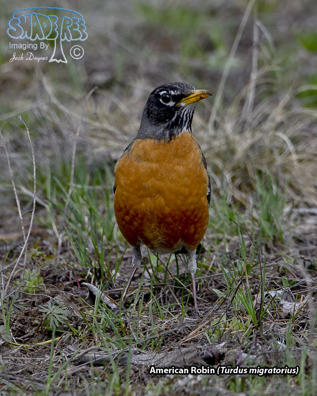 American Robin - Turdus migratorius
