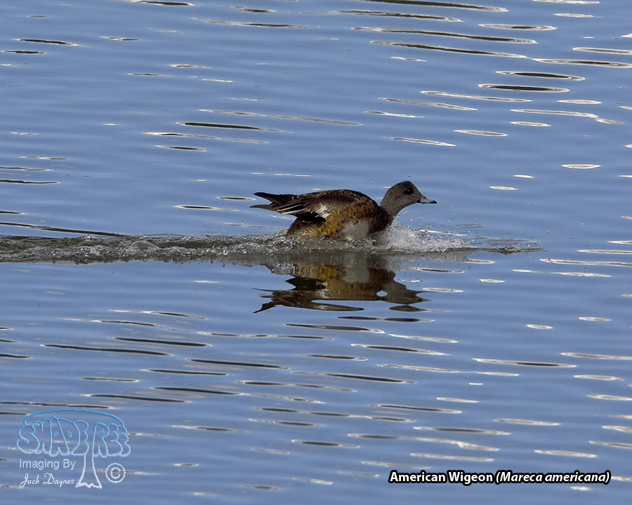 American Wigeon - Mareca americana