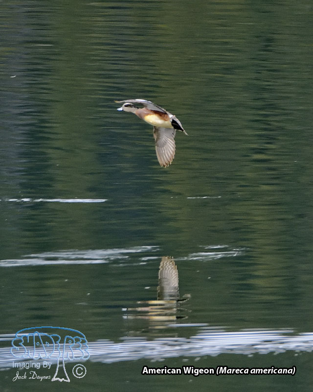 American Wigeon - Mareca americana