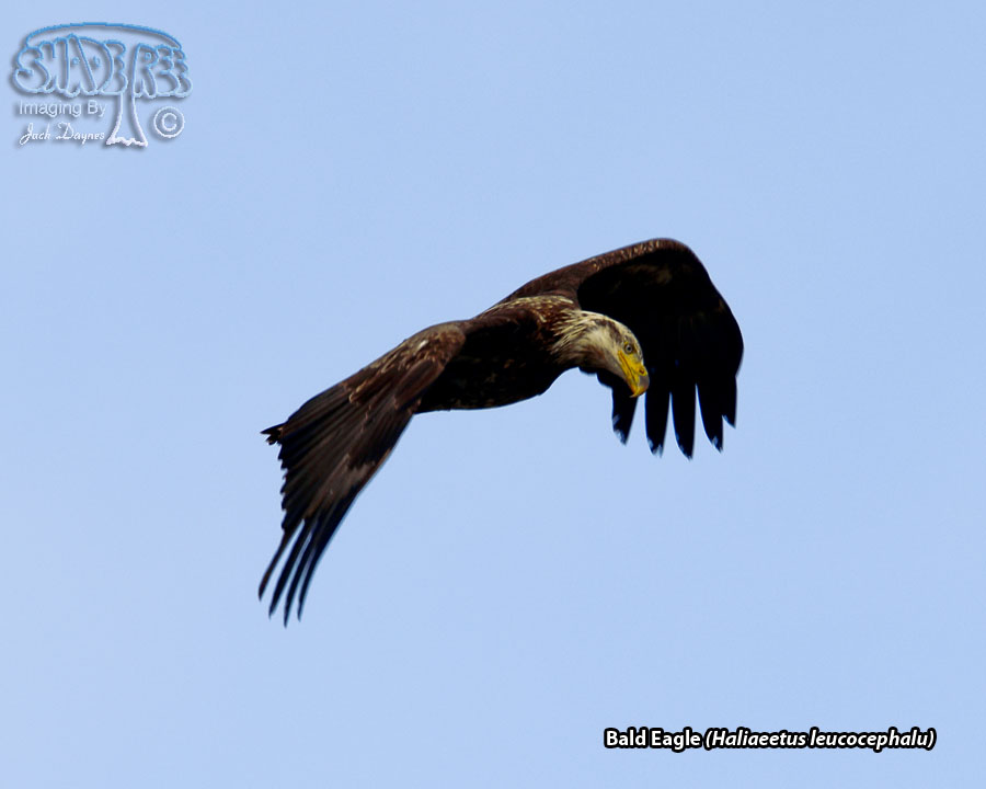 Bald Eagle - Haliaeetus leucocephalus