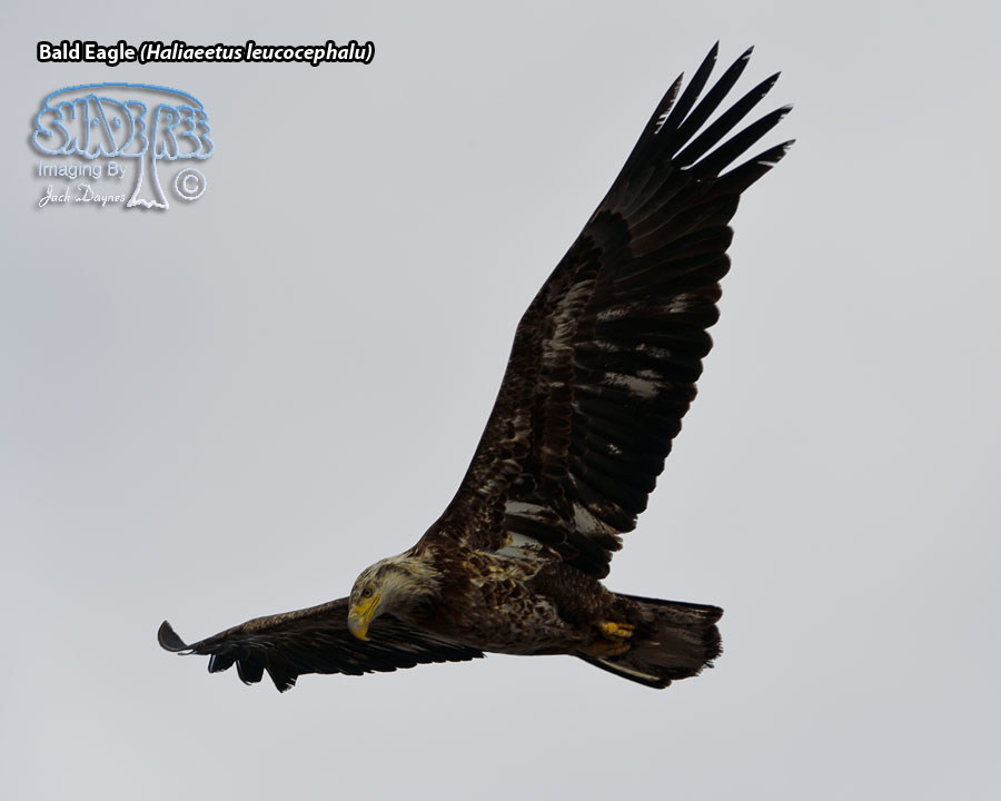 Bald Eagle - Haliaeetus leucocephalus