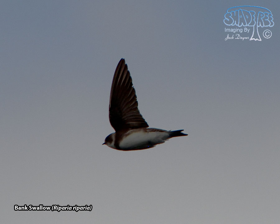 Bank Swallow - Riparia riparia