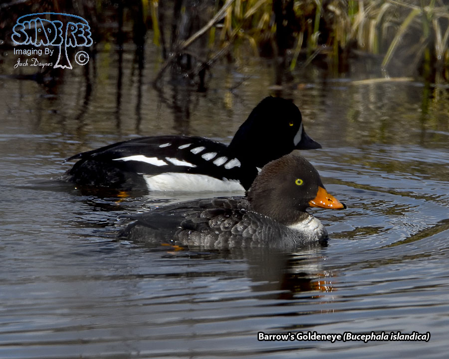 Barrow's Goldeneye - Bucephala islandica