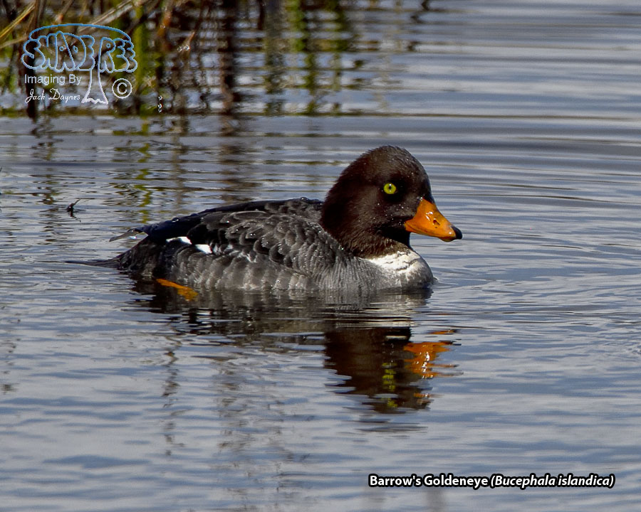 Barrow's Goldeneye - Bucephala islandica