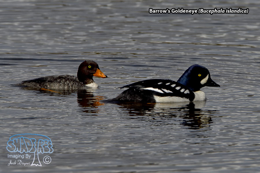 Barrow's Goldeneye - Bucephala islandica