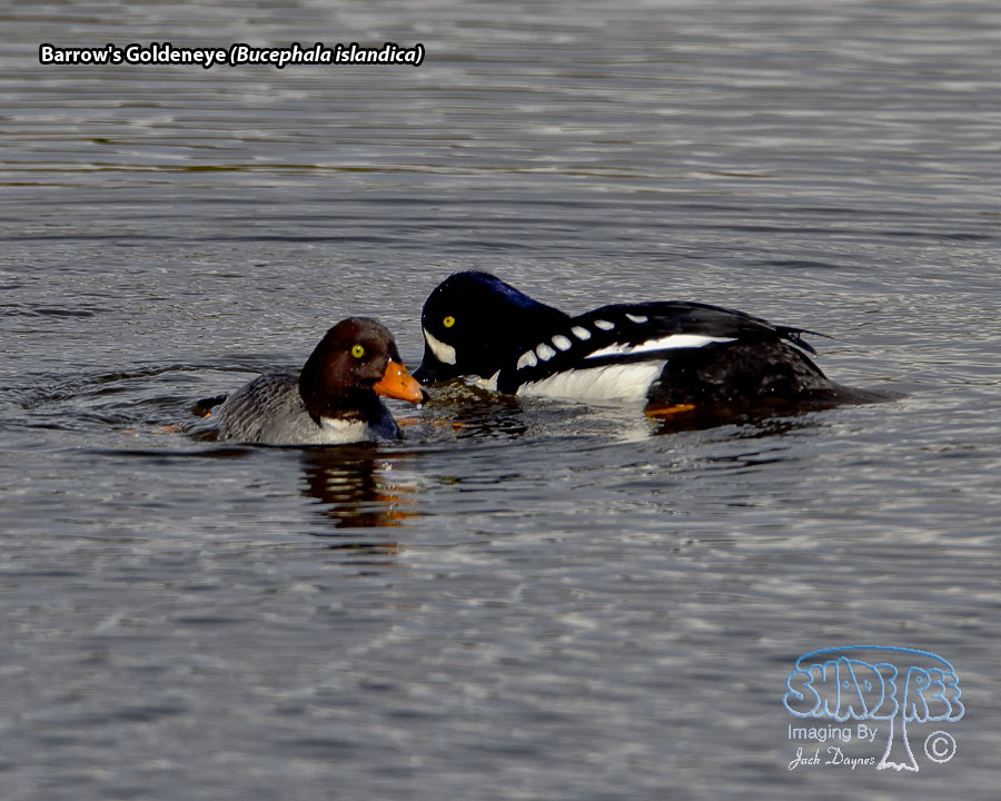 Barrow's Goldeneye - Bucephala islandica