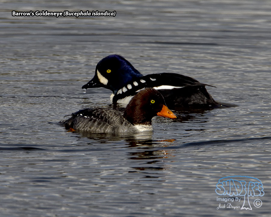 Barrow's Goldeneye - Bucephala islandica