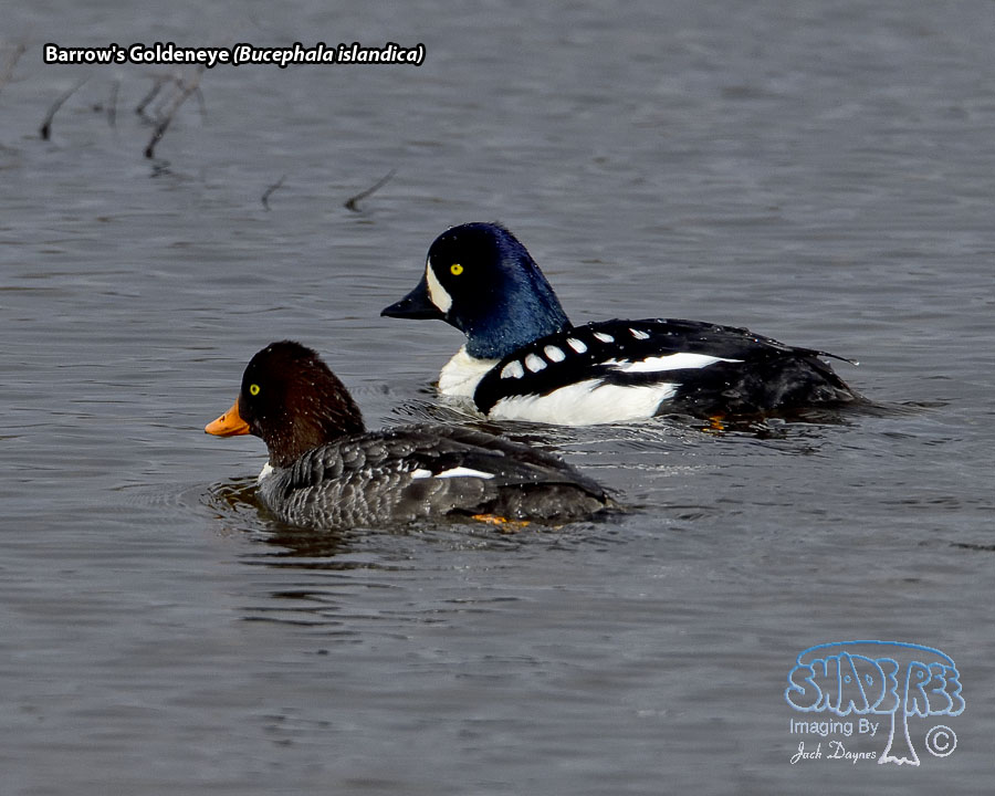 Barrow's Goldeneye - Bucephala islandica
