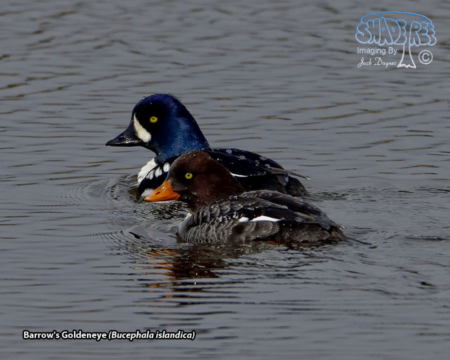 Barrow's Goldeneye - Bucephala islandica