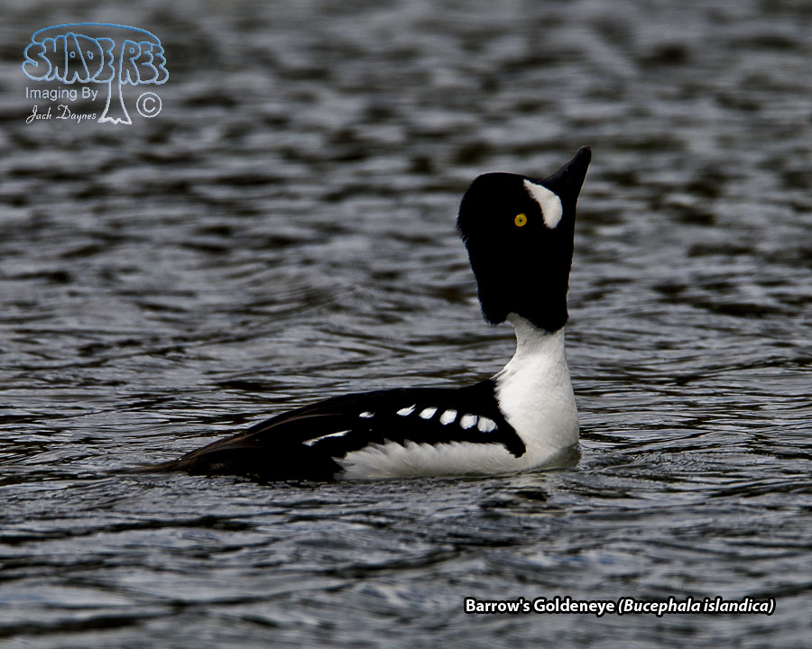 Barrow's Goldeneye - Bucephala islandica