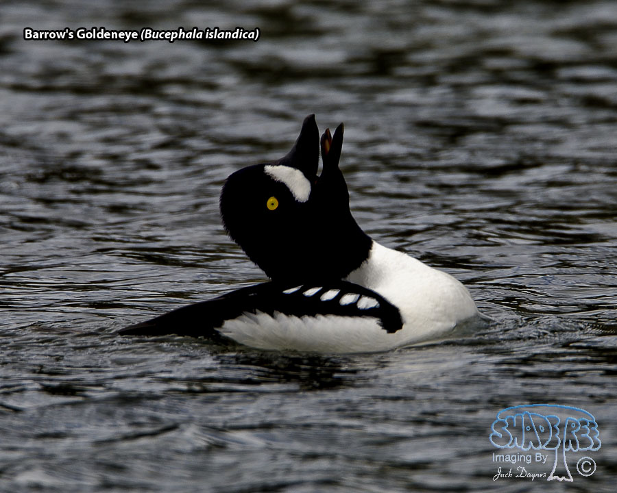 Barrow's Goldeneye - Bucephala islandica