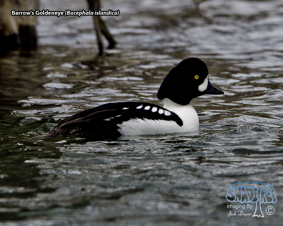 Barrow's Goldeneye - Bucephala islandica