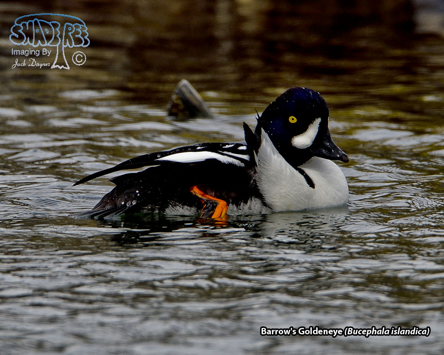 Barrow's Goldeneye - Bucephala islandica