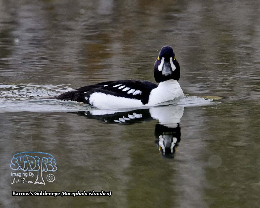 Barrow's Goldeneye - Bucephala islandica