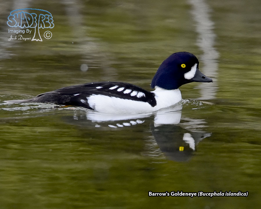 Barrow's Goldeneye - Bucephala islandica