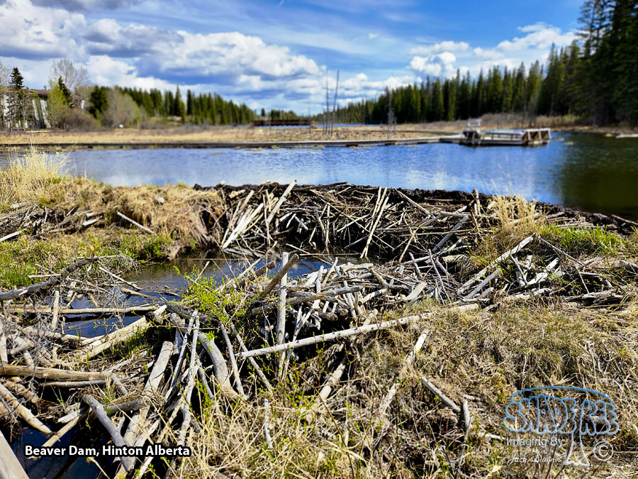 Beavers At Work - Scenery