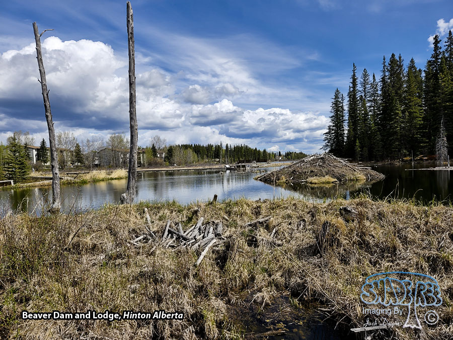 Beavers At Work - Scenery