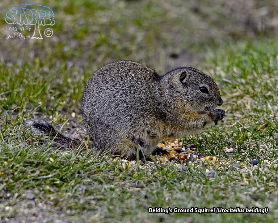 Belding's Ground Squirrel - Urocitellus beldingi