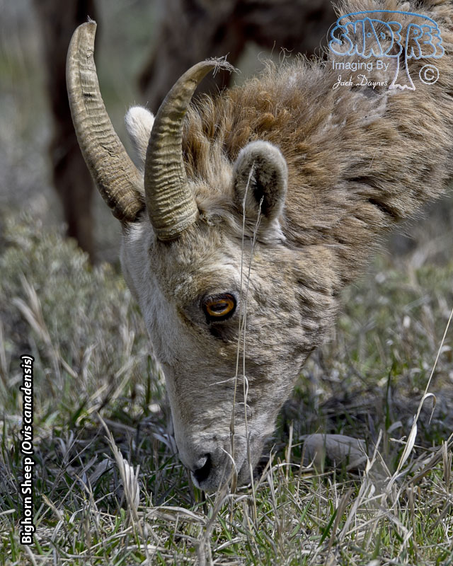 Bighorn Sheep - Ovis canadensis